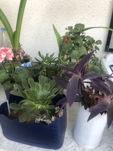kokelmek ucun bitki caylari: Təbii otaq bitkiləri .5 gul alana, bir gul hədiyyə olacaq.Başqa — 4