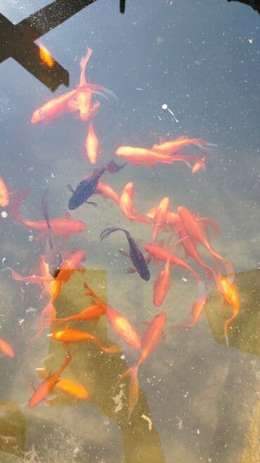 oskar balığı: Koi, Sülhsevər, Ünvandan götürmə — 1