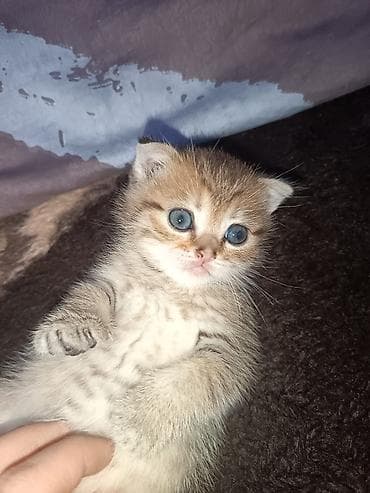 котята в добрые руки: Табби, В добрые руки — 9