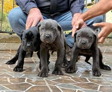 Собаки: Кане-корсо — 21