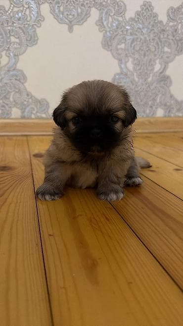 ay: Pekines, 1 ay, Erkək, Sənədli, Ödənişli çatdırılma — 1