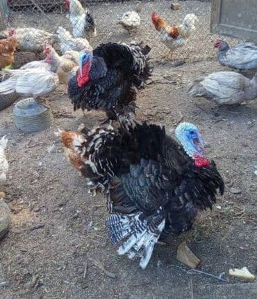 eşşək qiyməti: Erkək, Ətlik, Ünvandan götürmə — 1