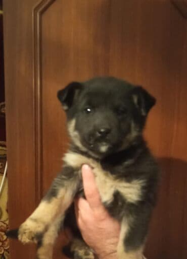 Digər heyvanlar: Bir ayliq temiz qan nemes afcarkasi satilir erkeydi.tecili — 6