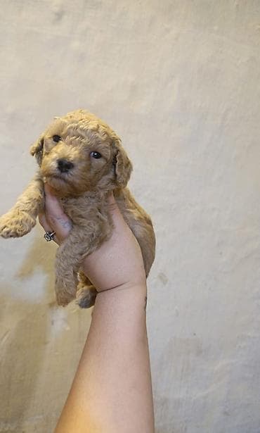 ev heyvan: Pudel, 1 ay, Dişi — 1