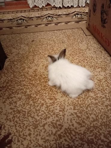 dovsan sekli: Kalp dovşan 20 manata satilir — 3