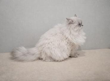 bala pisik sekilleri: Britan, Erkək, Cütləşmə üçün, Pulsuz çatdırılma — 8