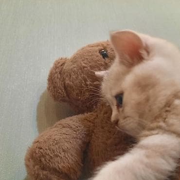черный кот: Самовывоз — 3