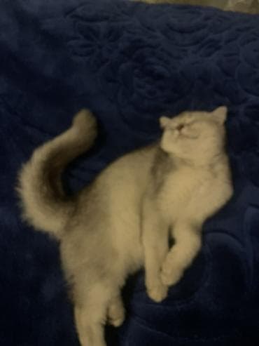 pisiy yuvasi: Şinşilla — 1