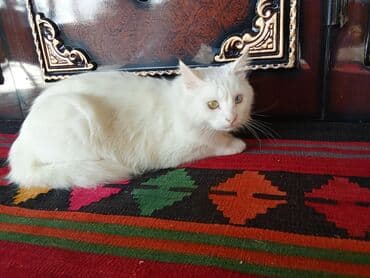 pişikler ucuz: Məhsul: Heteroxromiyalı ağ pişik Təsvir: - Tamamilə ağ tüklü, yumşaq — 2