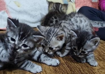 pulsuz pişiy: Yaxşı əllərə, Pulsuz çatdırılma — 3