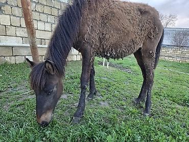 qara avstrolop: Salam aleykum dişi dayça satılır Gənc at – qəhvəyi rəngdə, qara — 4