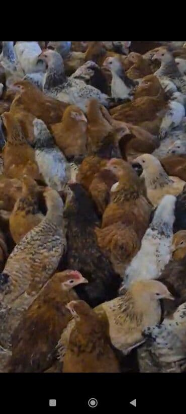 Daewoo: Куриные цыплята, Для мяса — 3