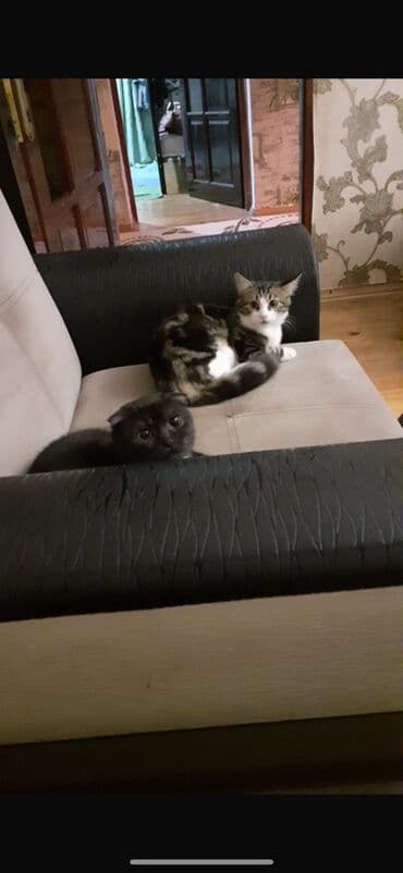 Şotland yastı qulaq