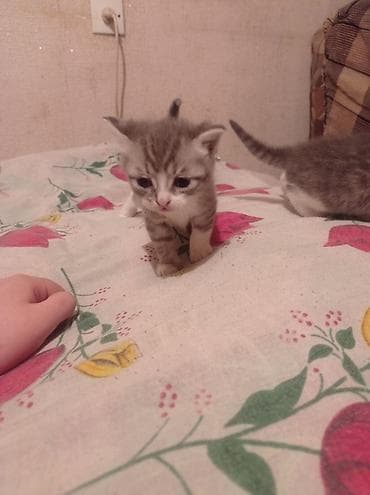 Tabbi, Yaxşı əllərə