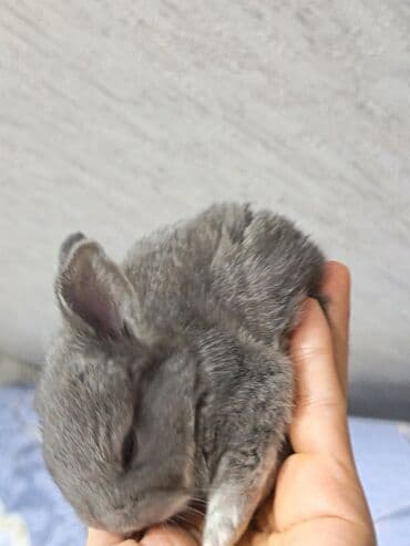 dovşan qiymətləri: Dovşanlar — 8