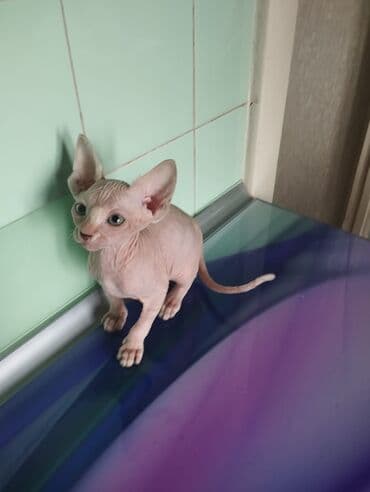 Pişiklər: Sfinks — 2