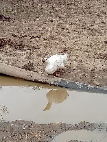 lalafo goyercin satisi: Temiz pekin ordeyleri yumrtasi 90 faiz mayalı siferis önceden veresiz — 5