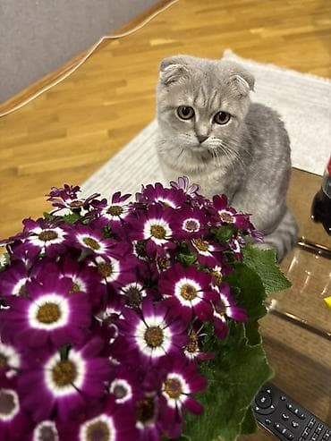 Шотладская вислоухая, Самка, В добрые руки, Самовывоз — 2