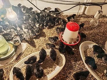 toyuq cuceler: Toyuq cücələri, Ətlik, Ünvandan götürmə — 1