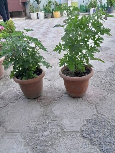 ağacların dərmanlanması: Otaq bitkiləri — 6