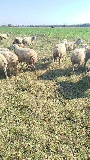 bakida cins ineklerin satisi: Dişi, il: 1, 50 kq, Damazlıq, Ünvandan götürmə — 3