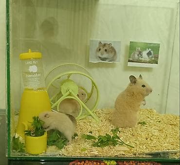 akvarum: Şüşə akvariumda tam hamster dəsti 2 bala ilə birlikdə. Məhsulun — 1