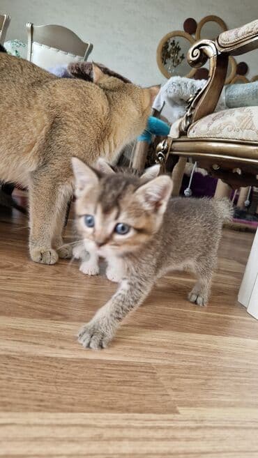 золотая шиншилла котенок: Britan, Dişi, Yaxşı əllərə — 2