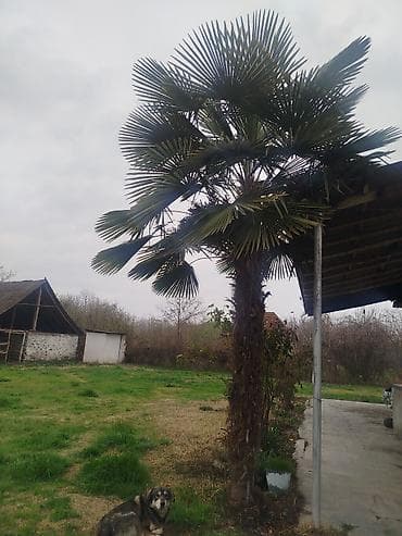 palma agaci satisi: Satılır: həyət üçün iri həcmli xurmalı/yelpik yarpaqlı palma ağacı — 2