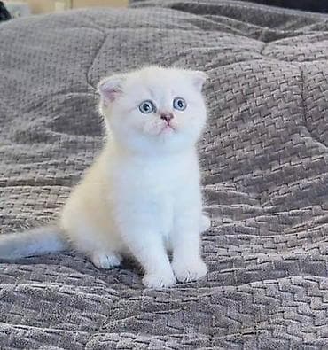 Quşlar: Şotland yastı qulaq — 2