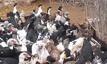 ev yumurtasi: Musk ördəyi yumurtası - Təsvir: Təbii şəraitdə saxlanılan musk — 2