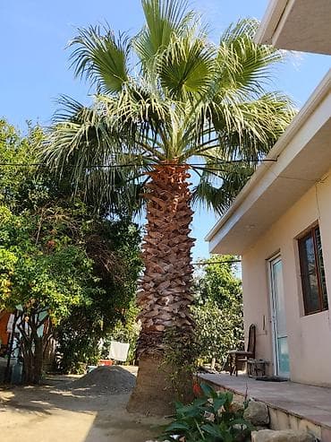 cinar agaci: Hündür dekorativ palma ağacı. Bağ, həyət, villa, istirahət zonası — 4