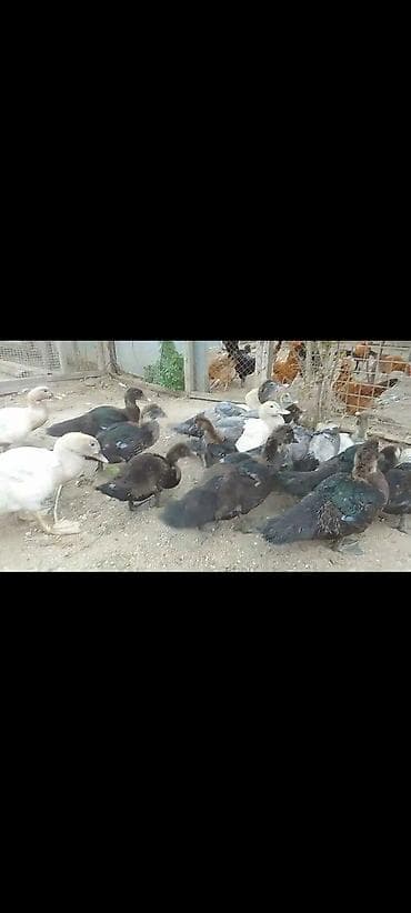 lal ordek nece gune bala cixardir: Muscovy (indo) ördək balaları – müxtəlif rənglərdə. - Cins — 6