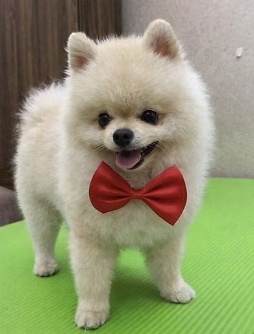 Pomeranian Spitz – krem rəngli, mini ölçülü, qəşəng görünüşlü balaca