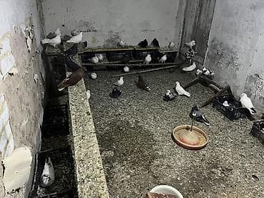 takla goyercin: Salam.Gorduyunuz 1 qusxana goyercin satilir.Hamsi tergitmedi.Qusdan — 3