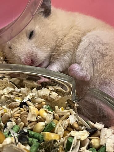 Daşıma çantaları: Suriya hamsterl (oğlan) bej rəng — 2