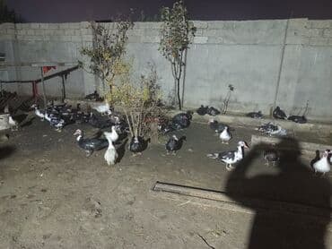 kayuqa ordek: Dişi, | Lal ördək, Ətlik — 1