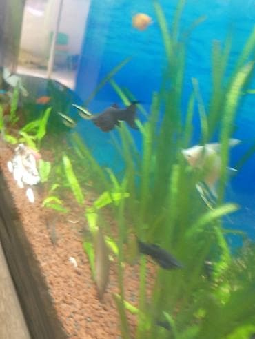 balıq qurdu: Molinezi, Sülhsevər — 4