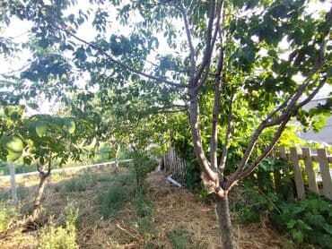 binə qəsəbəsi ats: 25 sot, Tikinti, Kupça (Çıxarış) — 6