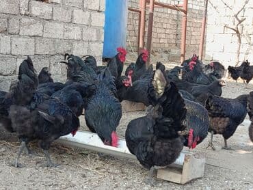 alman coban: Toyuq, Yumurtalıq — 1