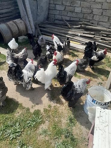 Brama cinsli toyuq və xoruzlar – müxtəlif rənglərdə iri cüssəli lalafo.az -da Brama cinsli toyuq və xoruzlar – müxtəlif rənglərdə iri cüssəli