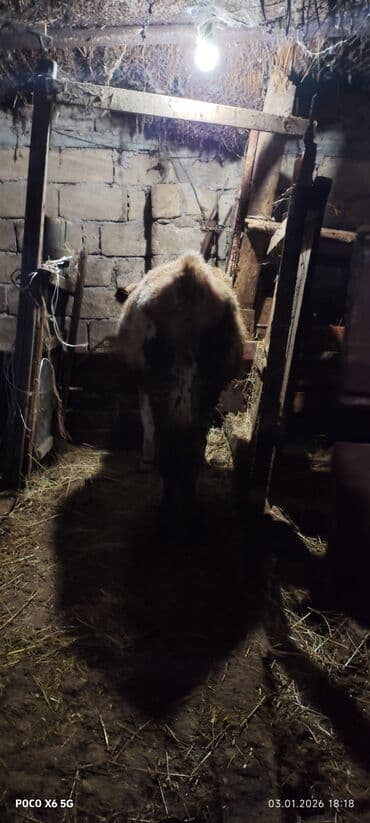 2 dənə super erkək dana satılır Real alıcılar zəng etsin lalafo.az -da 2 dənə super erkək dana satılır Real alıcılar zəng etsin