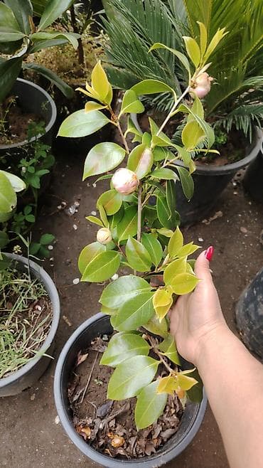 bitki dermanlari: Kamelia (Camellia japonica) dekorativ kol – qara plastik dibçəkdə. - — 1