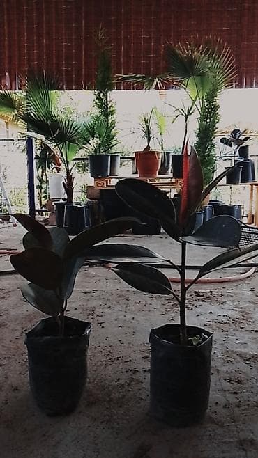 Gül ağaclarin Münasib Qiymət📲0505904146 Sifarişlə