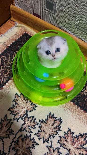 Məhsul: Pişiklər üçün oyun və məşq dəsti Təsvir: - 3 mərtəbəli