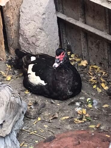şabo xoruz: Muscovy (hind) ördəkləri – qara tüklü, gövdədə ağ ləkəli, qırmızı — 3