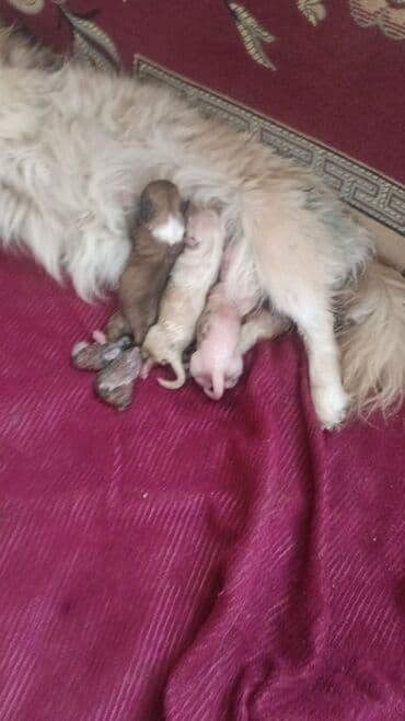 gencede itler: Pekines, 1 ay, Erkek — 6