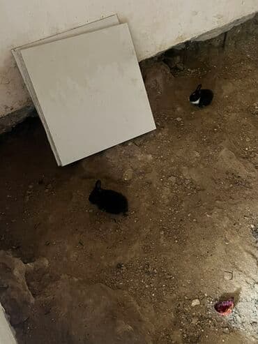 gence xoruz: Məhsul: Ev dovşanları 4 ədəd) hamsi 30 manat Təsvir: - Rəng: əsasən — 4