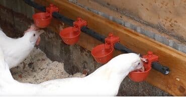 Inəklər, öküzlər: Yem qabı, Su üçün, Quşlar üçün, Ünvandan götürmə, Pulsuz çatdırılma, Ödənişli çatdırılma — 3