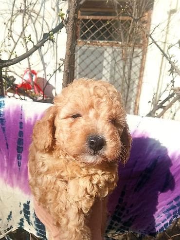 iller: Pudel, 1 ay, Erkek — 3