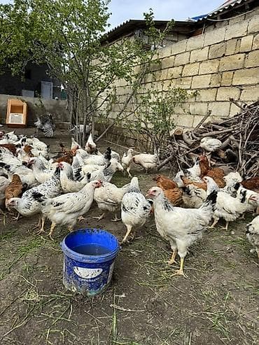 hinduska yumurtasi nece gune cixir: Toyuq, Yumurtalıq — 3